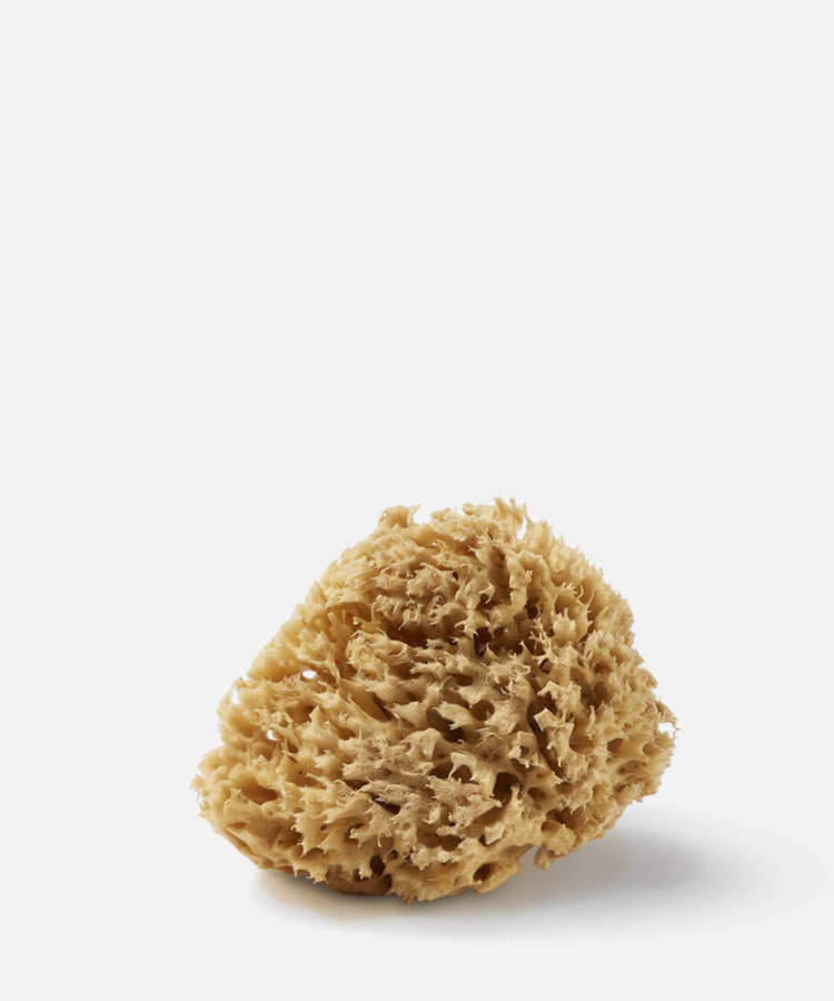 Éponge de Mer Mahdia 11cm