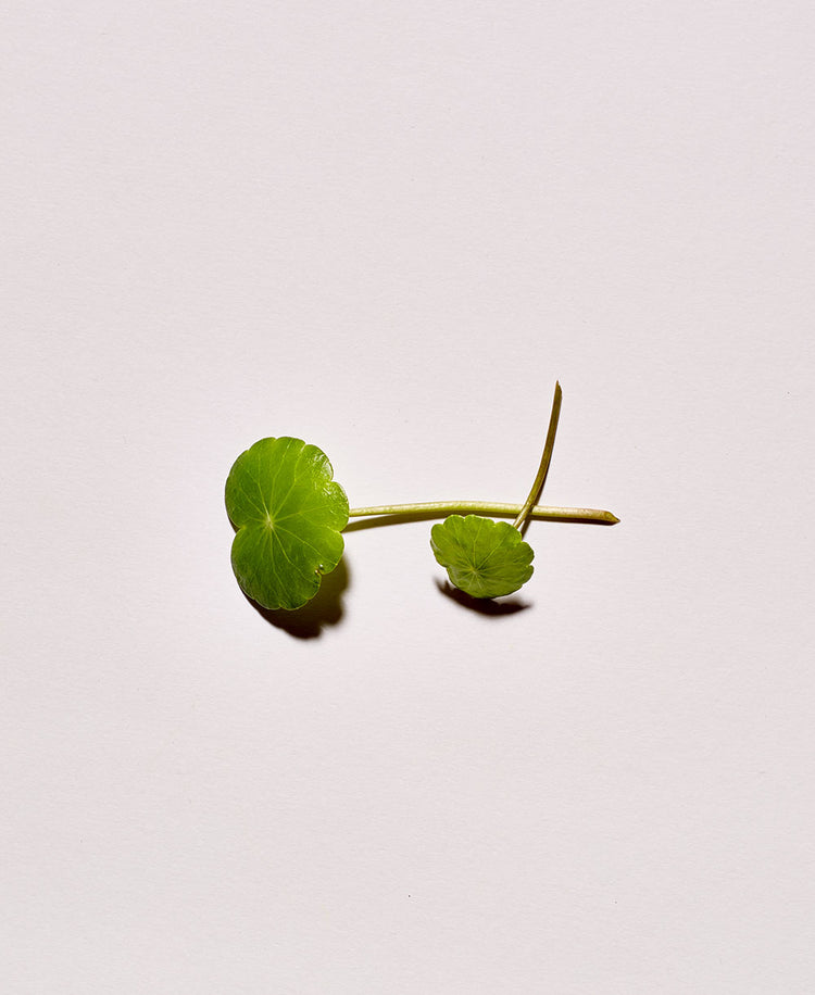 CENTELLA ASIATICA