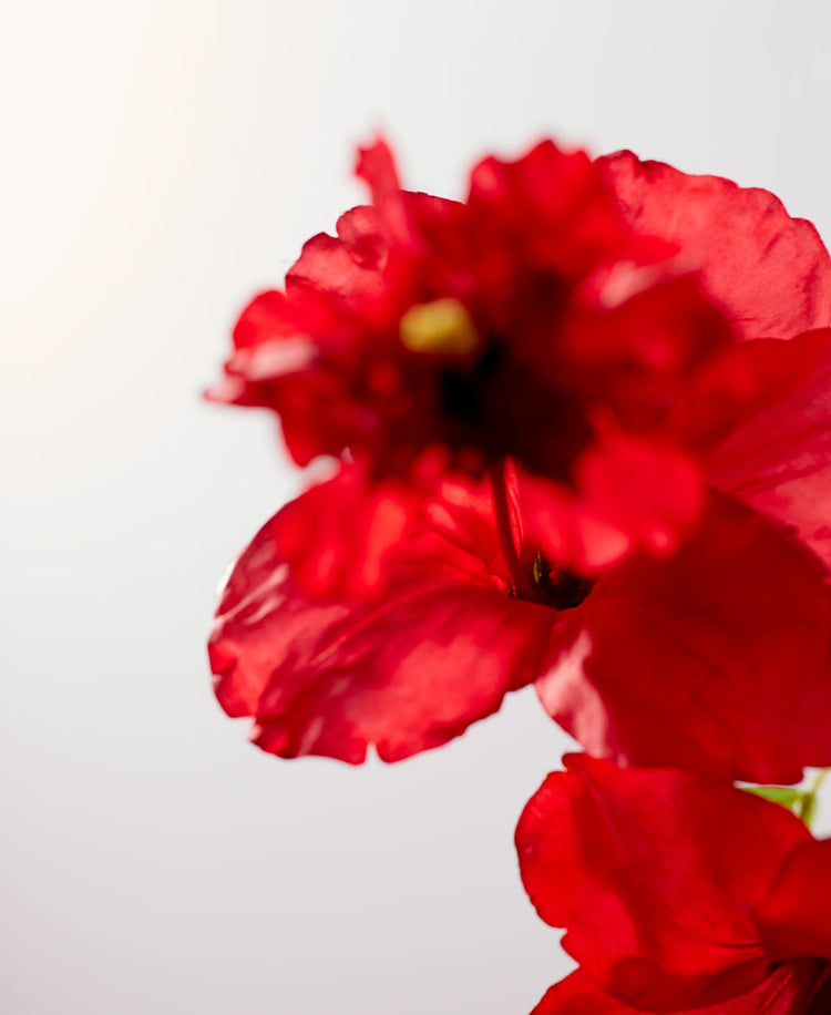 FLEUR D’HIBISCUS