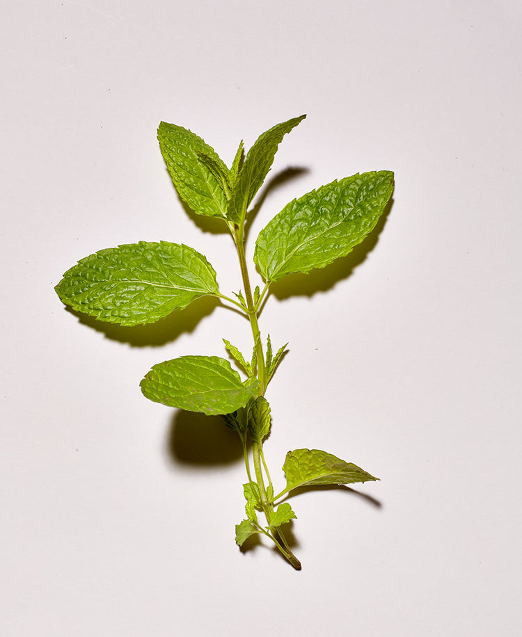 MENTHE