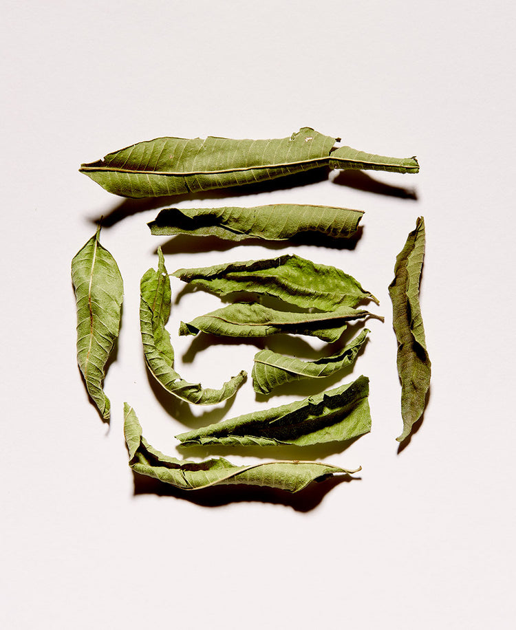 VERVEINE