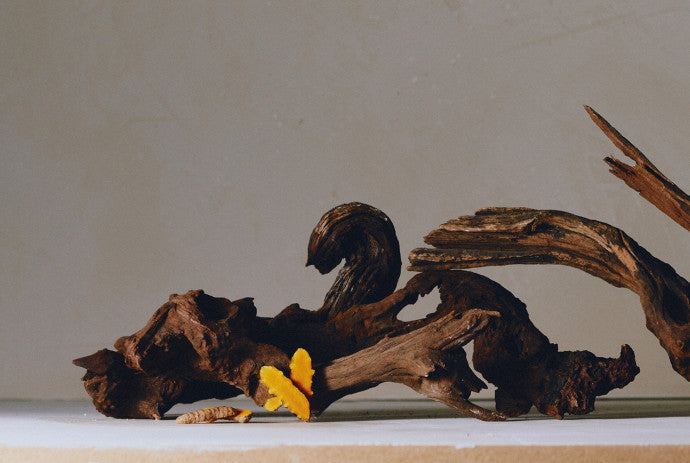 Les bienfaits du Curcuma longa et du Lindera strychnifolia sur la pousse de cheveux