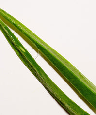 Gel Frais et bio d'Aloé Vera à boire Prim Aloé