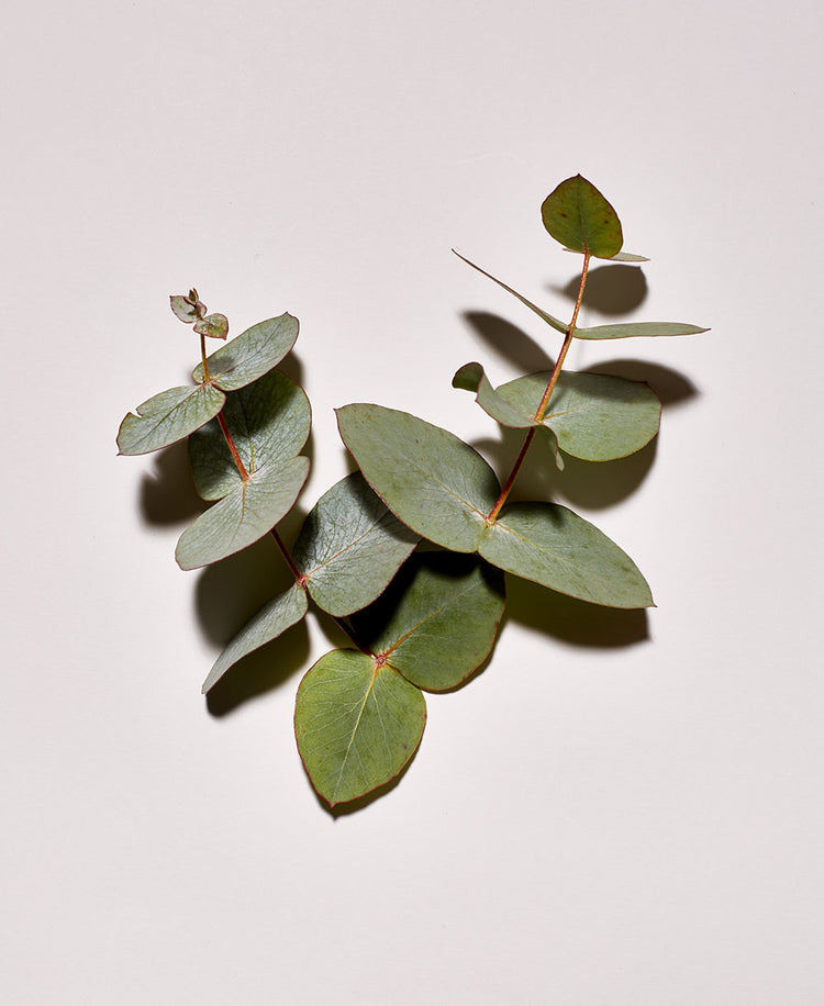 EUCALYPTUS