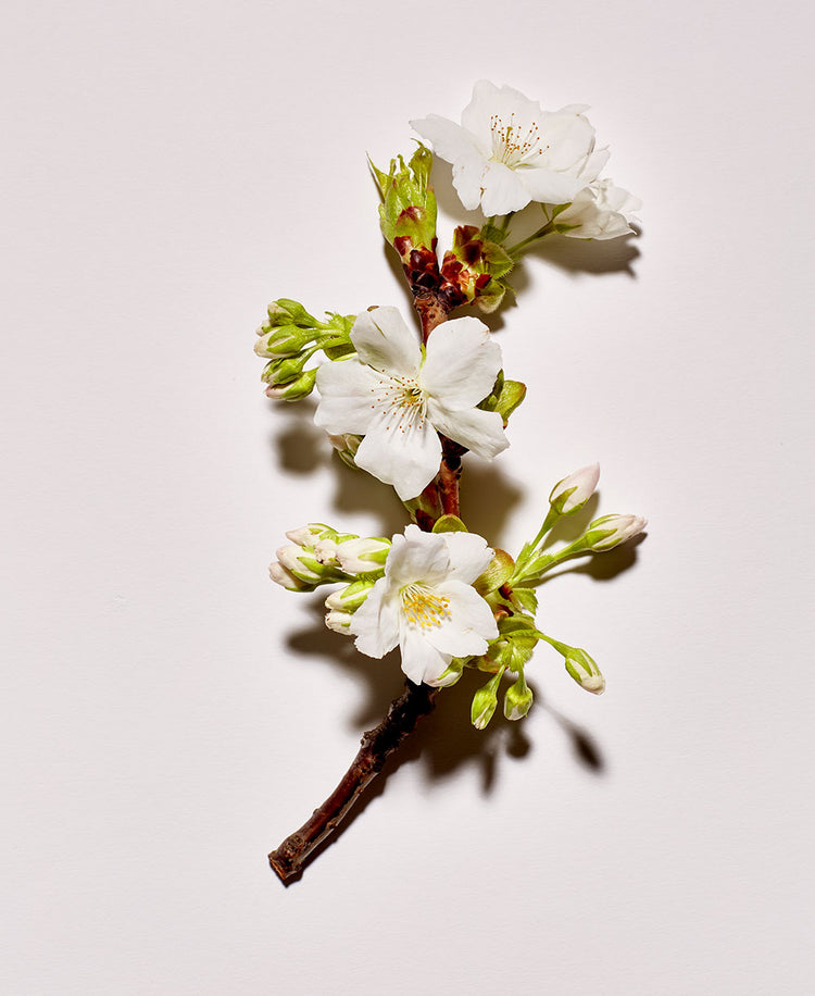 FLEUR DE CERISIER