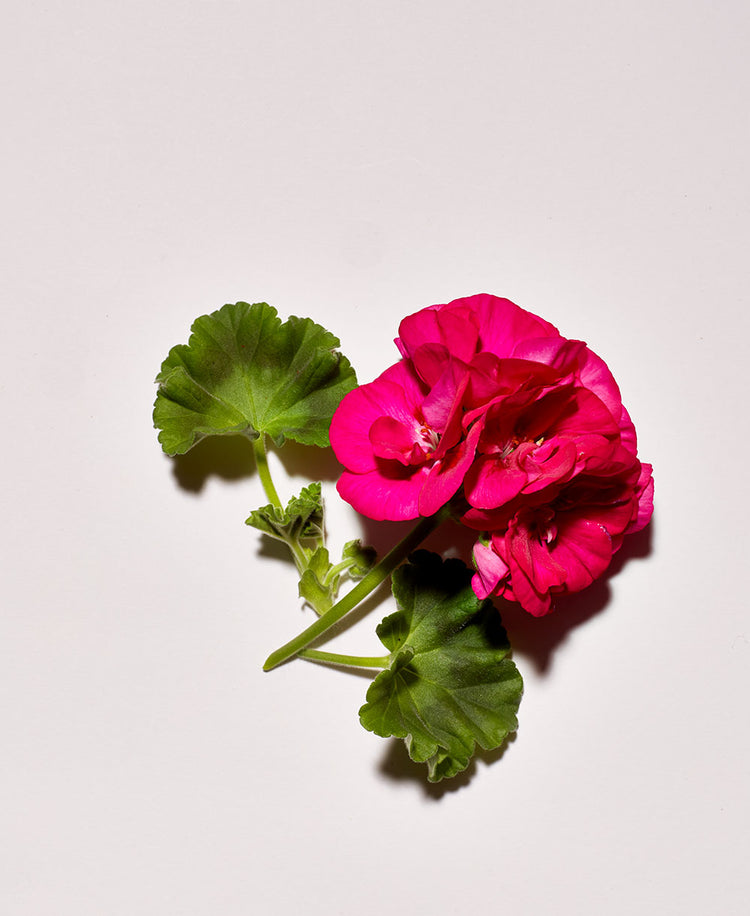 GÉRANIUM